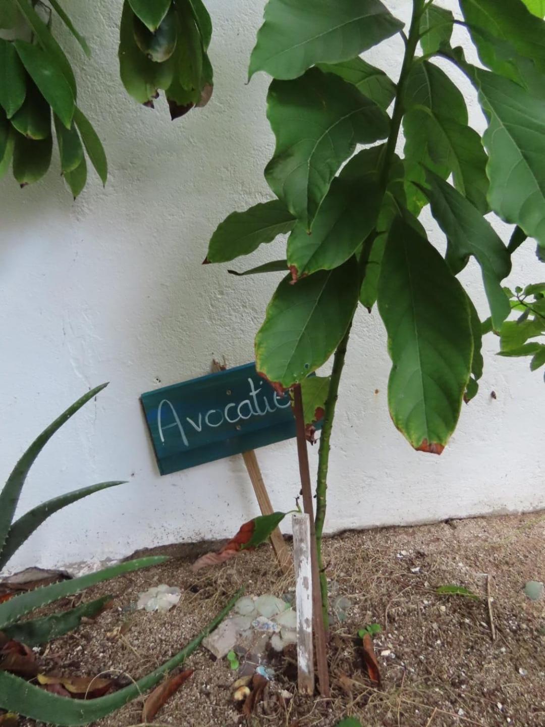 Akunamatata Guest House Grand Case Εξωτερικό φωτογραφία